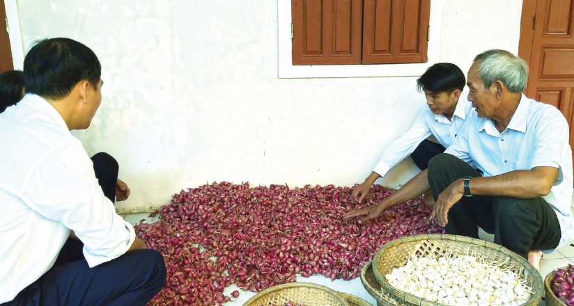 Chung tay bảo vệ thương hiệu tỏi Lý Sơn