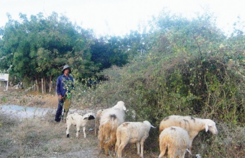 Khát trên diện rộng Khát trên diện rộng