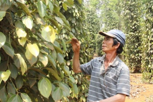 Bất an với hồ tiêu