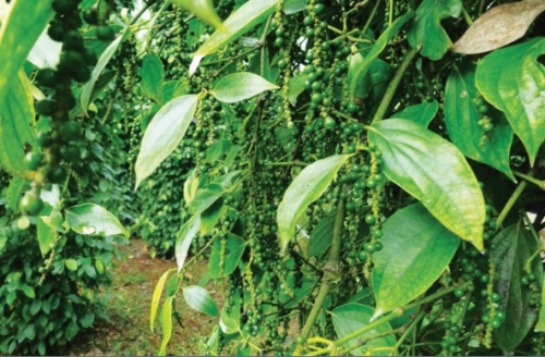 Đau đầu với hàng rào kỹ thuật