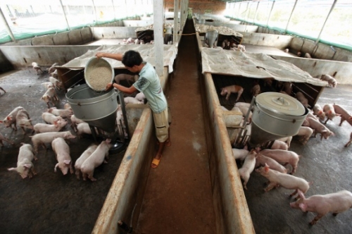 Đắk Nông: Hướng tới nông nghiệp công nghệ cao