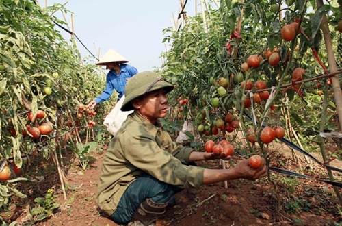Tín dụng chính sách góp phần giảm nghèo bền vững ở Hưng Yên