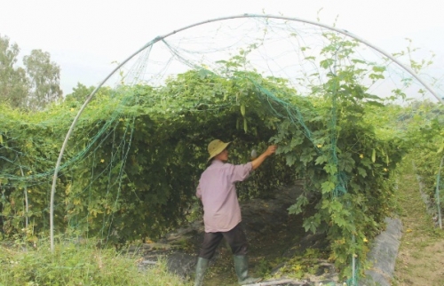 Nghịch lý thị trường nông sản sạch Nghịch lý thị trường nông sản sạch