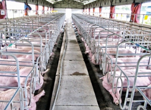 Kiểm soát và bảo đảm thực phẩm sạch