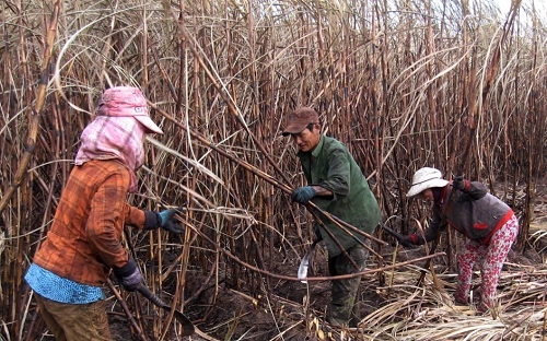 Hậu quả việc phá vỡ hợp đồng sản xuất chuỗi