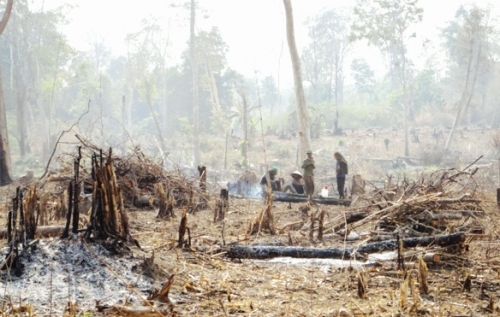 Chiếm đất lâm nghiệp làm rẫy