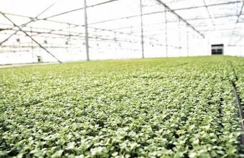 Phát triển nông nghiệp sạch không dễ Phát triển nông nghiệp sạch không dễ