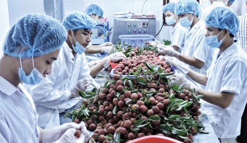 Đẩy mạnh XNK hai chiều Việt – Nhật