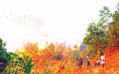 Nguy cơ mất rừng do cháy