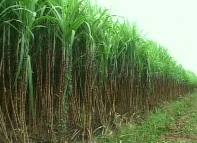 Lỏng lẻo như liên kết mía đường