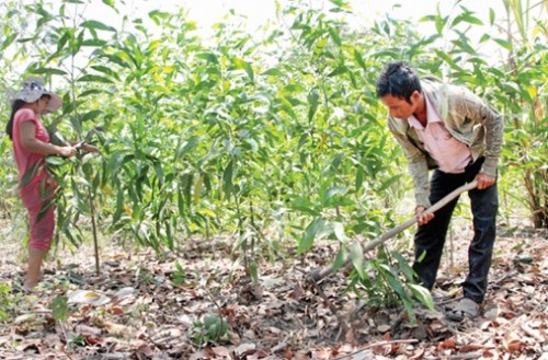 Những mô hình điểm từ đồng vốn chính sách ở Khánh Vĩnh