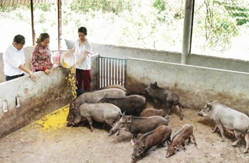 Những mô hình điểm từ đồng vốn chính sách ở Khánh Vĩnh