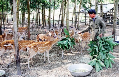 Những mô hình điểm từ đồng vốn chính sách ở Khánh Vĩnh