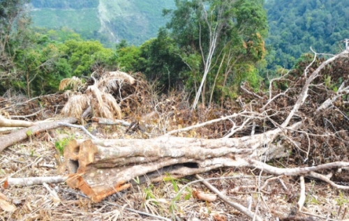 Giao rừng để… phá rừng?