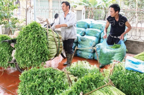 Hiệu quả vốn vay ưu đãi ở Hoàng Lương