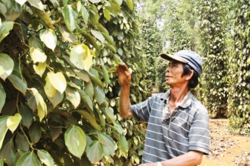 Nan giải... “giải cứu” hồ tiêu