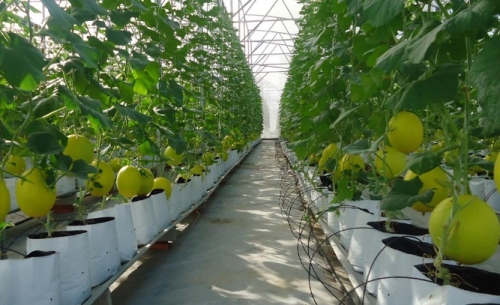 TP.HCM: Nông dân hào hứng ứng dụng công nghệ cao TP.HCM: Nông dân hào hứng ứng dụng công nghệ cao