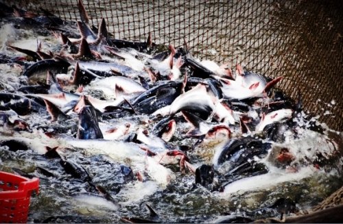 Cá tra đối mặt xuất khẩu khó khăn