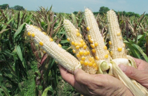 Nông dân đắng lòng vì ngô