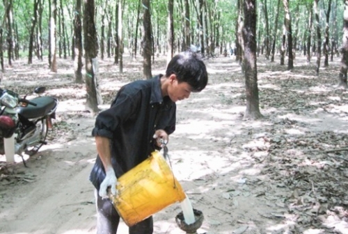 Trồng cao su cho sinh kế dài lâu Trồng cao su cho sinh kế dài lâu