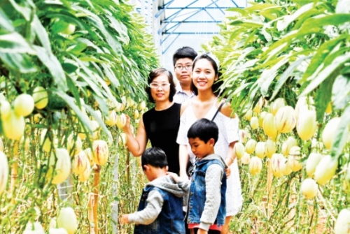 Du lịch nông trại: Điểm đến yêu thích của người thành phố