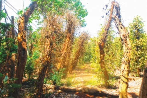 Trả giá từ việc phát triển nóng