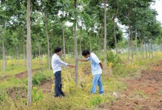Sai phạm và lãng phí đất trồng rừng