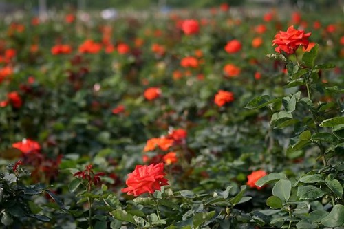 Hà Nội: Hoa nở, người... héo!