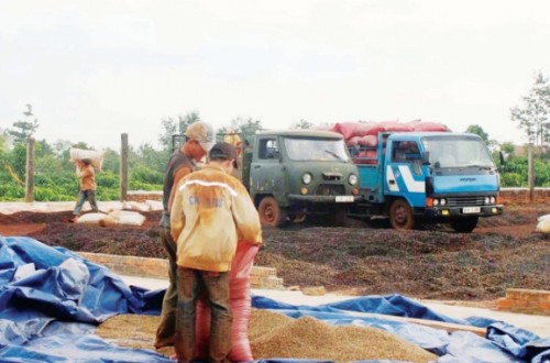 Bao giờ mới hết… vỡ nợ cà phê