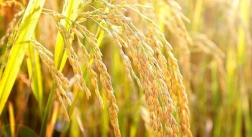 IFC đầu tư hơn 10 triệu USD vào giống cây trồng IFC đầu tư hơn 10 triệu USD vào giống cây trồng