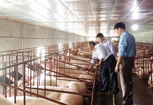 Khủng hoảng ngành chăn nuôi Việt