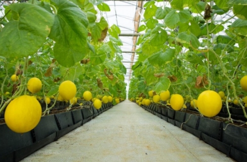 PAN Farm thu về 400 tỷ đồng từ đợt huy động vốn đầu tiên