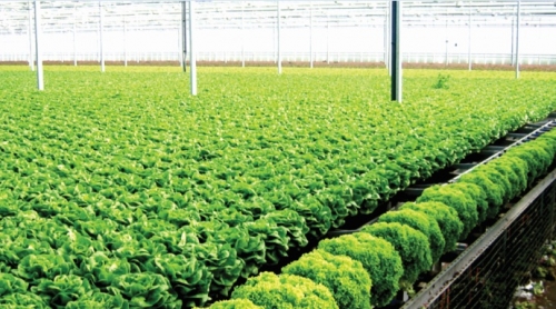 Nhiều startup lựa chọn nông nghiệp sạch Nhiều startup lựa chọn nông nghiệp sạch