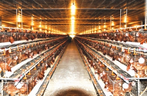 Từ trang trại vệ tinh đến thực phẩm sạch