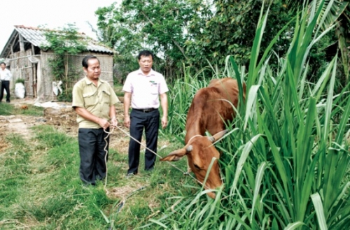 Nâng chất lượng tín dụng chính sách nơi xứ dừa