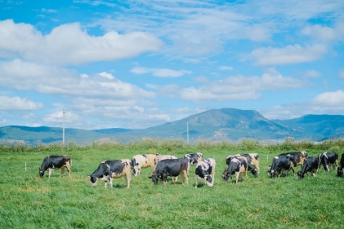 Triễn lãm quốc tế ngành sữa và sản phẩm sữa