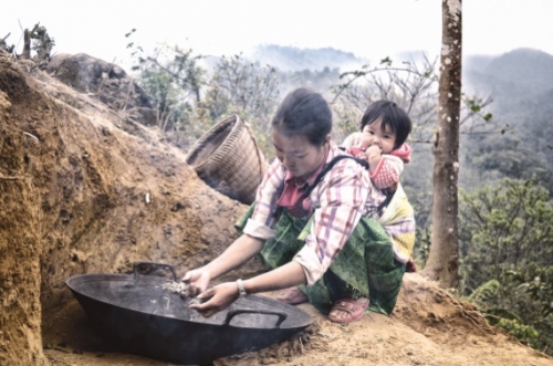 Trà Shan tuyết Làng Sáng