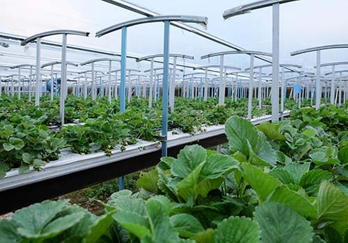 Chuyển vốn vào sản xuất nông sản sạch