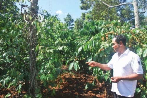 Chuyển biến trong tái canh cà phê