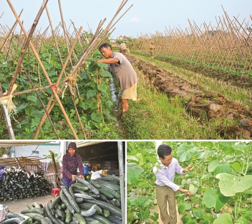 Thổi luồng sinh khí mới cho khu vực hợp tác xã