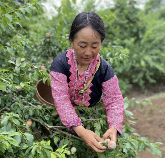 Trái cây Sơn La lên sàn thương mại điện tử trai cay son la len san thuong mai dien tu