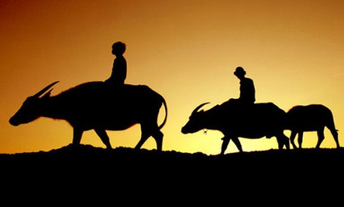 Chăn trâu đồng đêm