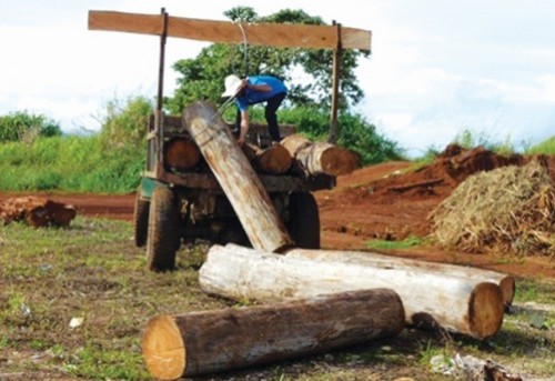 Thực trạng chiếm rừng thành đất nông nghiệp: Đâu rồi cả cây và đất?