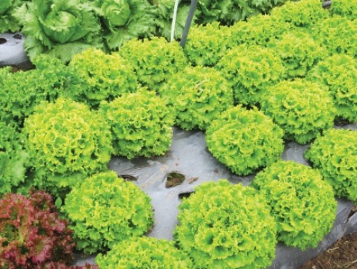 Sản xuất rau quả chất lượng cao: Cần vốn lớn, khó nhân rộng