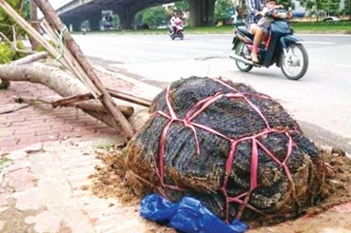 Cây xanh Hà Nội, còn nhiều trăn trở Cây xanh Hà Nội, còn nhiều trăn trở