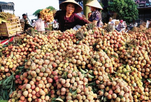 Xuất khẩu vải thiều và thách thức bảo quản