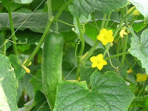 Giàn dưa leo Giàn dưa leo