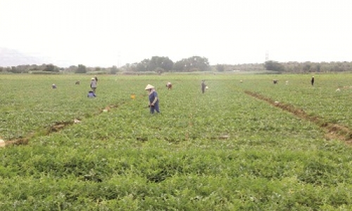 Liên kết sản xuất, bao tiêu sản phẩm