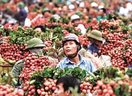 Nâng chuẩn cho nông sản xuất khẩu