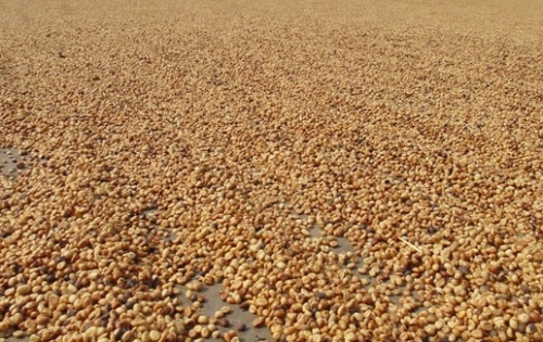 Hợp tác xã kiểu mẫu